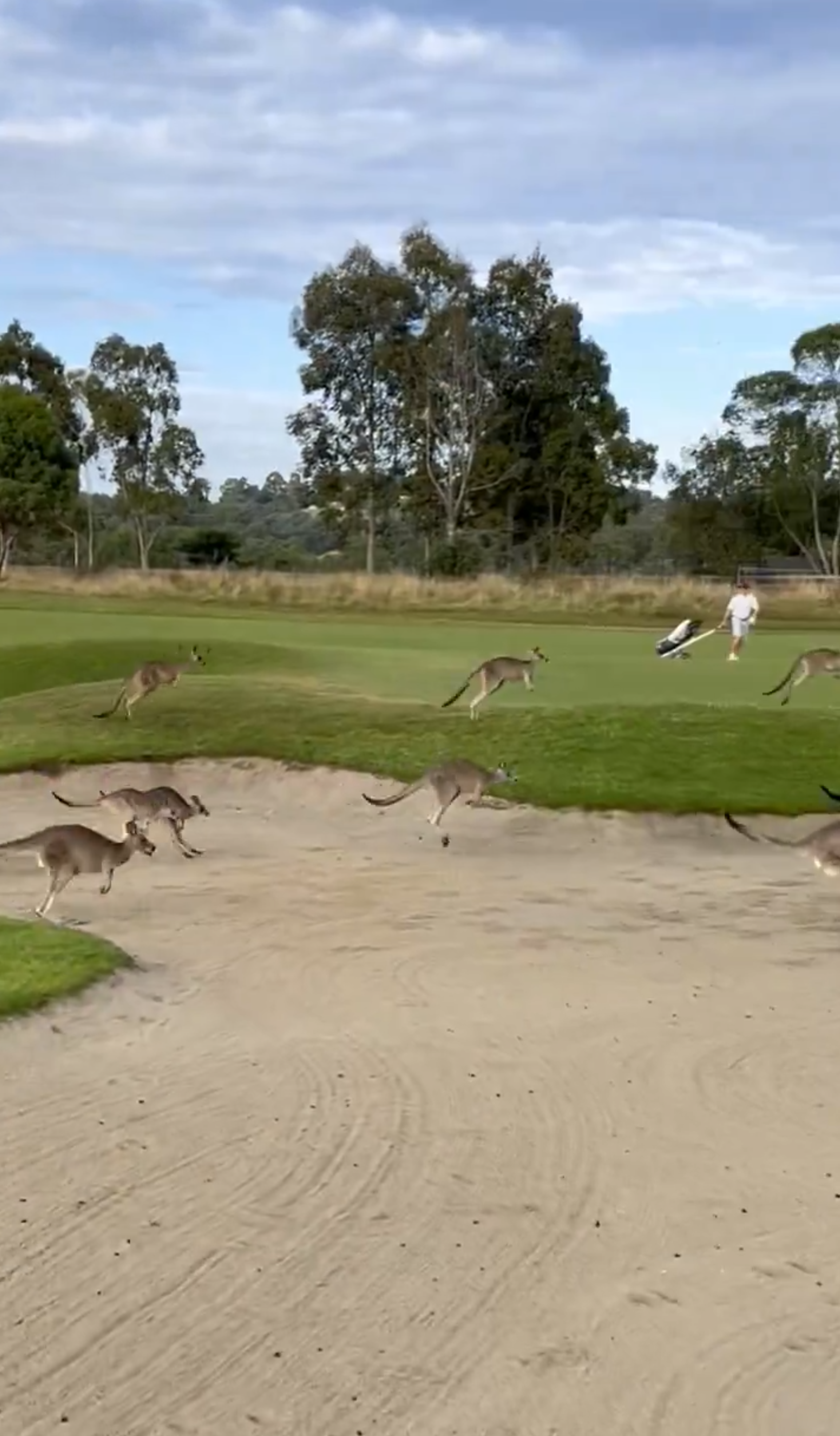 Golfer Stephen Roche must have thought he'd gone hopping mad when he saw the stream of 'roos approaching him.